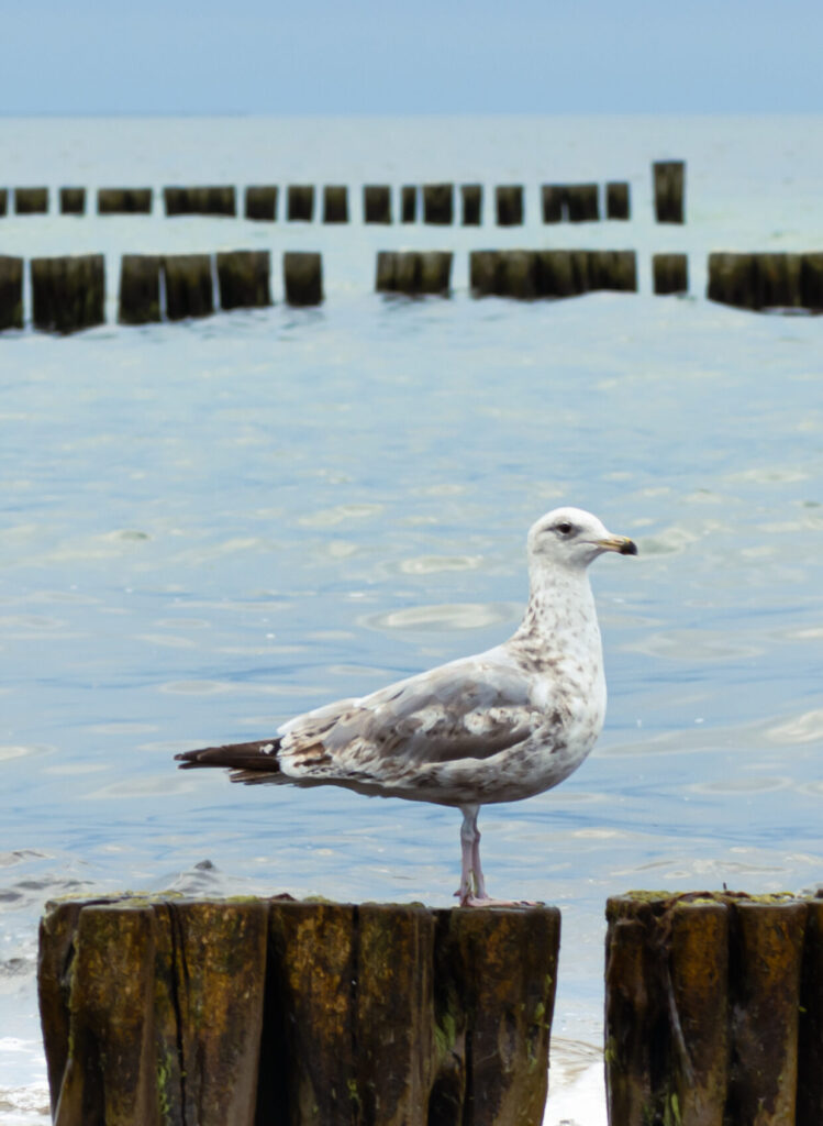 Ostsee Panorama Möwe